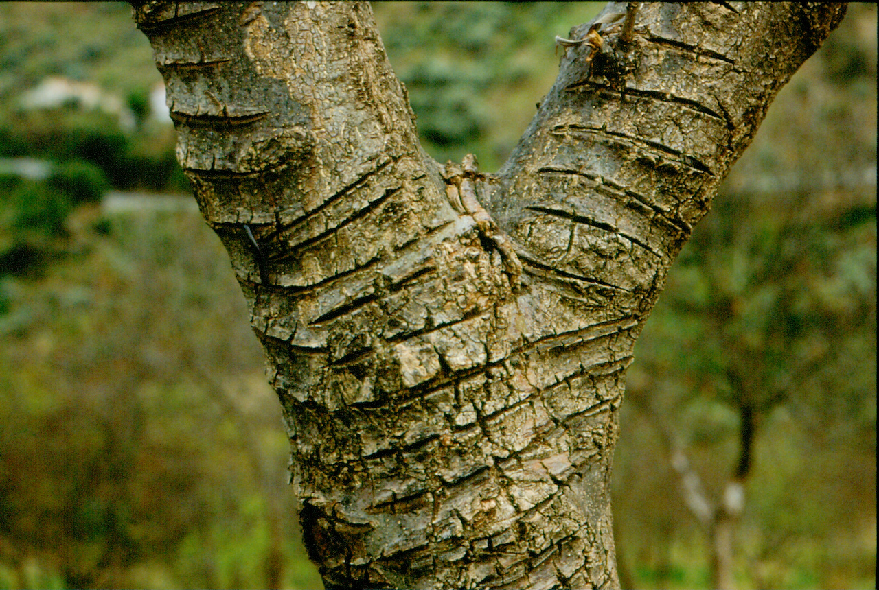 Giornata Internazionale dell’Albero: 20 nuove querce al Parco Amarcord