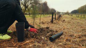 Oltre 1.200 alberi e arbusti messi a dimora a Casalgrande. L’Amministrazione: “Orgogliosi e felici. Massima attenzione all’ambiente che ci circonda